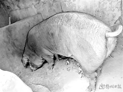 70斤的猪有多大图片图片
