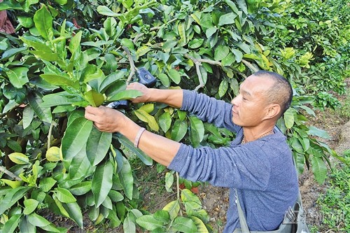 邱国福在果园为柚树修剪树枝.