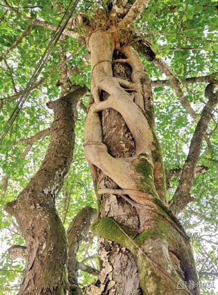 五华双华镇军营村"连理树"相偎相依